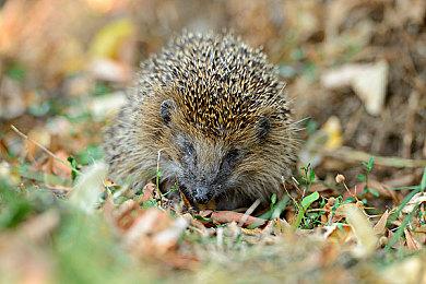 《数码宝贝：绝境求生》通过ESRB评级 暂定明年发售